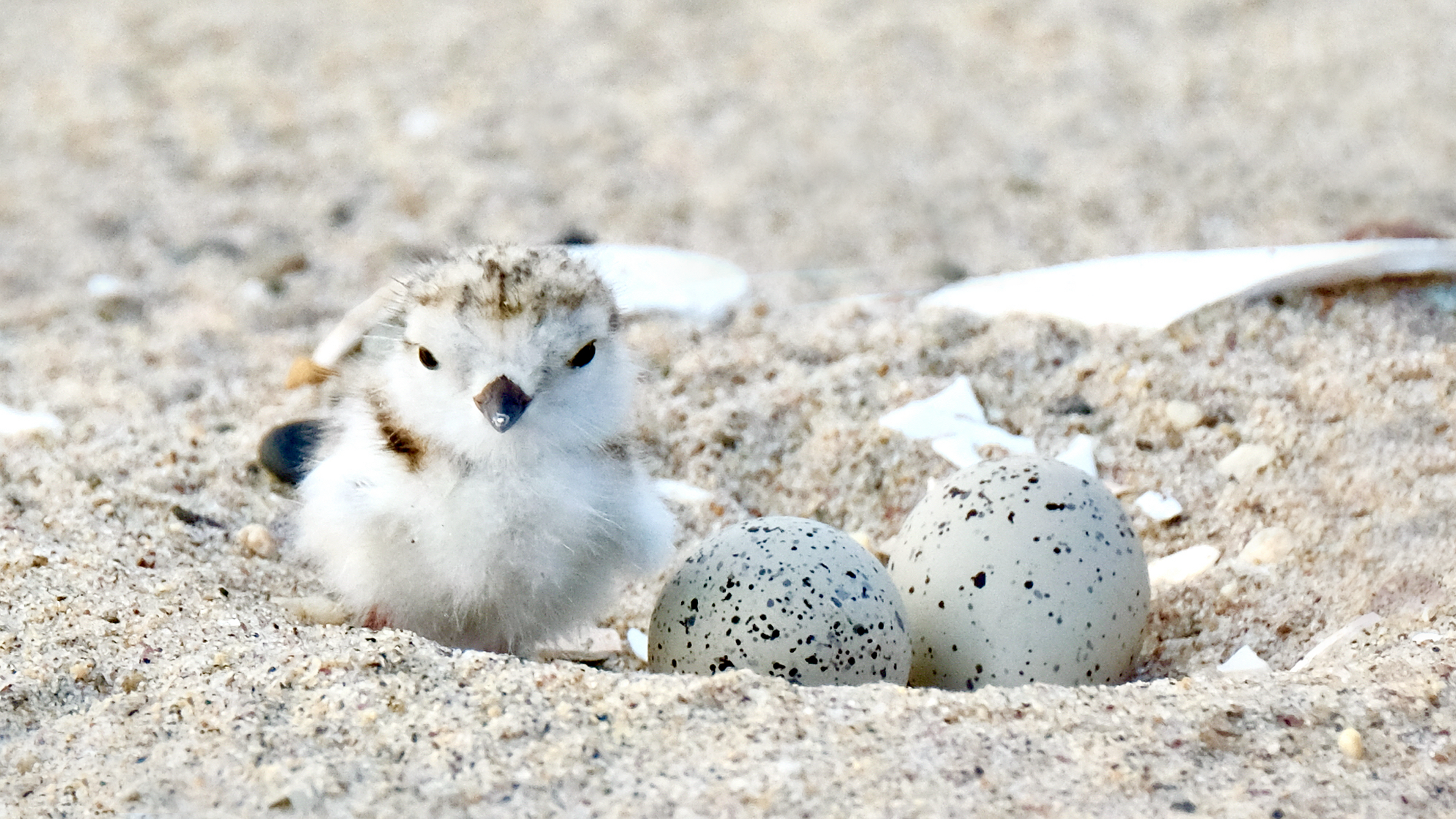 Check for The Piping Plovers of Moonlight Bay airing on a public television station near you!